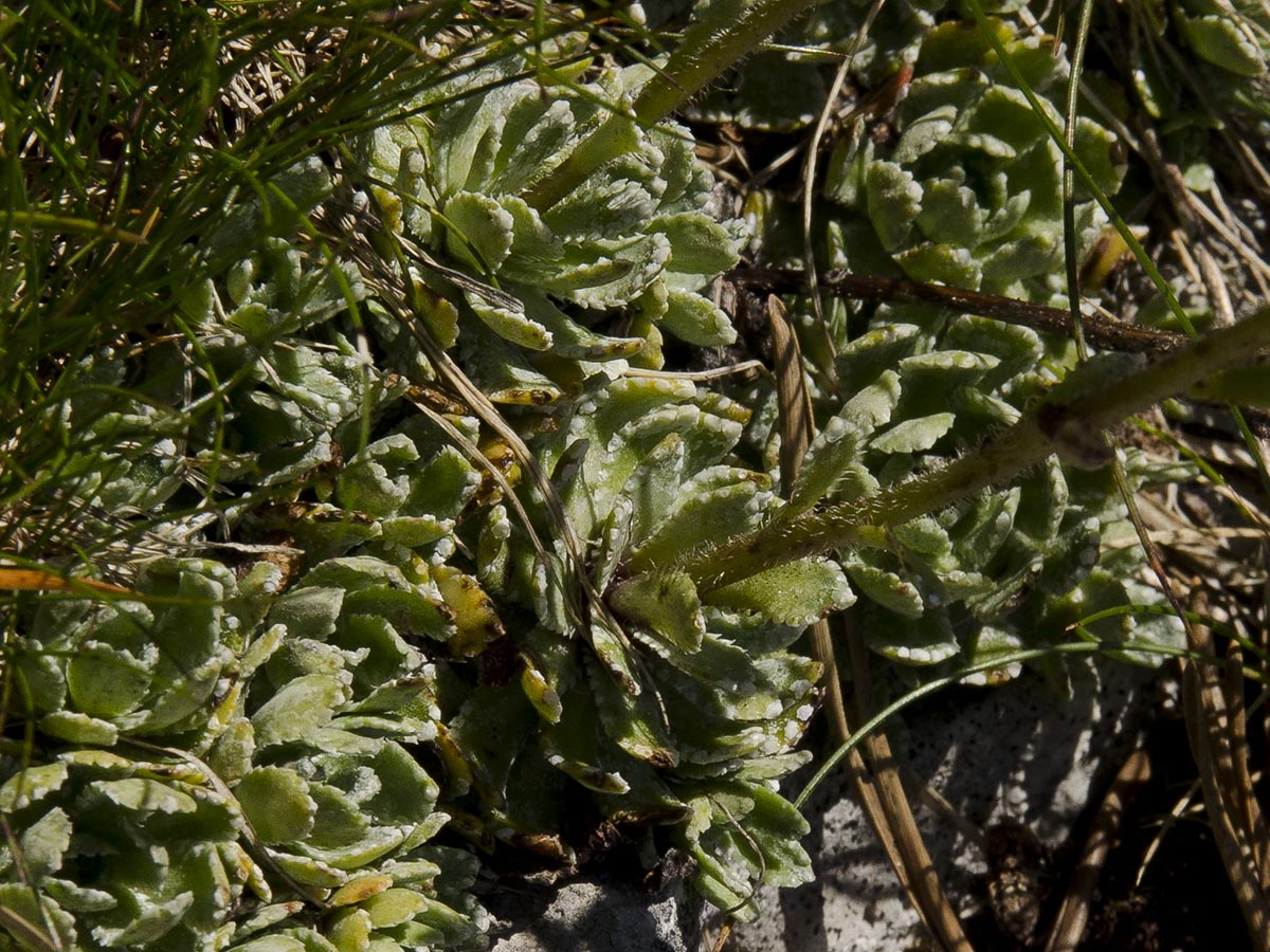 Saxifraga paniculata